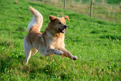 Hund beim spielen